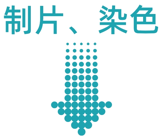 染色.png